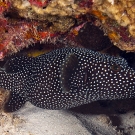 Guineafowl Puffer (Arothron meleagris) black spotted form.