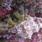 Hairy yellow hermit crab (Aniculus maximus).