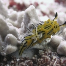 Halgerda nudibranch.