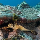 Hawksbill Turtle (Eretmochelys imbricata) sleeping under a ledge during a morning dive.