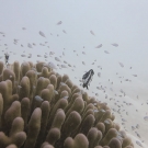 Humbug dascyllus (Dascyllus aruanus) and blue-green chromis.