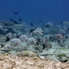 Humpback snapper (Lutjanus gibbus).