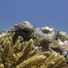 Indian dascyllus (Dascyllus marginatus) find refuge in a colony of branching Acropora coral.