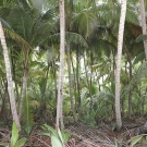 Islands of the Three Brothers group in the Chagos Archipelago have thick palm forests