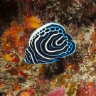 Juvenile Emperor Angelfisn (Pomacanthus imperator).