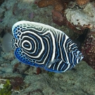 Juvenile Emperor Angelfish (Pomacanthus imperator).