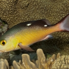 Juvenile Red Snapper (Lutjanus bohar).