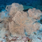 Large organgish pink gorgonian sea fans show this are is subject to high currents.