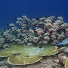 Large school of Humpback Snapper (Lutjanus gibbus) swim over large table acroporids along the edge of a drop-off.