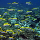 Large school of Yellowback Fusilier (Caesio xanthonota) that were visible from the surface.