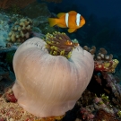 I found this Magnificent Sea Anemone (Heteractis magnifica) in its contracted state, balled-up with most of its tentacles tucked inside. The larger Two-banded Anemonefish (Amphiprion bicinctus) moved away from the anemone every time I came close for a photo rather than tucking itself inside and hiding within the tentacles as usual. It took me 10 minutes and more than two dozen photos to get this but I did get a bonus of a pair of juveniles to add to the family photo.