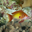 Male Scalefin Anthias (Pseudanthias squamipinnis).