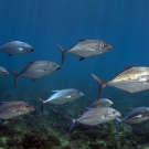 Mixed school of Bluefin Trevally (Caranx melampygus) and Yellow-spotted Trevally (Carangoides orthogrammus).