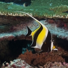 Moorish Idol (Zanclus cornutus).