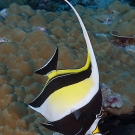 Moorish Idol (Zanclus cornutus).