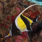 Moorish Idol (Zanclus cornutus).