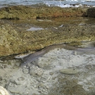 Moray eels will enter the shallow tidepools of the islands to hunt for crabs and small fish.