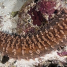 A new species of sea cucumber we've been seeing in Chagos--possibly related to the Pineapple Sea Cucumber.