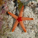 Noduled Sea Star (Fromia nodosa).
