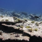 Out with the old and in with the new - a dead table Acropora is prime real estate for baby corals looking for a new home!