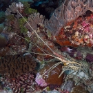 Painted Spiny Lobster (Panulirus versicolor) comes out from its hiding spot under a ledge.