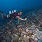 Anderson Mayfield photographs the curious Painted Spiny Lobster (Panulirus versicolor).