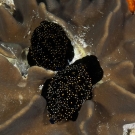 Pair of Common Egg Cowries (Ovula ovum) showing black patterned mantle while feeding upon a leather coral.