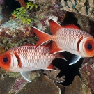 Pair of Splendid Soldierfish (Myripristis botche) displaying large eyes and bold colors and markings.