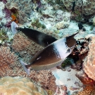 Pair of Spotted Unicornfish (Naso brevirostris).