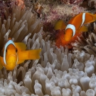 Pair of Two-banded Anemonefish (Amphiprion bicinctus) in a Bubble-tip Anemone (Entacmaea quadricolor).