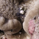 Peacock-tail anemone shrimp (Periclimenes brevicarpalis) with anemone (Cryptodendrum adhaesivum).