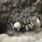 Peacock-tail anemone shrimp (Periclimenes brevicarpalis).