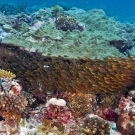 Polarized school of Golden Sweeper (Parapriacanthus ransonneti).