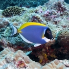 Powderblue Surgeonfish (Acanthurus leucosternon).