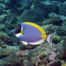 Powderblue Surgeonfish (Acanthurus leucosternon).