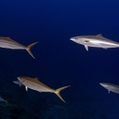 Small school of Rainbow Runners (Elagatis bipinnulatus) that buzzed us on our safety stop at the end of the dive.