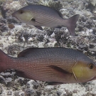 Red snapper (Lutjanus bohar).