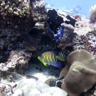 Regal angelfish (Pygoplites diacanthus).