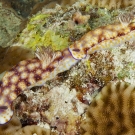 Pair of Beautiful Risbecia (Risbecia pulchella) displaying trailing behavior.