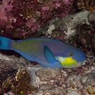 Roundhead Parrotfish (Chlorurus strongycephalus).