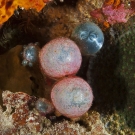 Sailor\'s Eyeball (Valonia ventricosa) algae is a common site but not usually seen in the asexual budding stage.