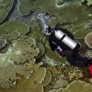 Samantha Clements looks on as a Green Sea Turtle (Chelonia mydas) swims nearby over a pavement of large acroporid table corals.