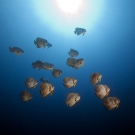 School of Longfin Spadefish (Platax teira) buzz by along a drop-off.