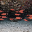 School of Whitetip Soldierfish (Myripristis vittata) orient themselves to the roof of an overhanging ledge.