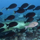 School of Yellowmask Surgeonfish (Acanthurus mata) with one pale individual which turned dark a moment after this photo.