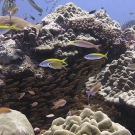 Schools of small fish will often find shelter from predators in the crevices between live corals.