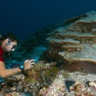 Anderson Mayfield interrupted by a Giant Moray (Gymnothorax javanicus) while sampling a Seriatopora coral.