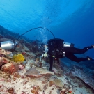 Lauren Valentino operates a pneumatic hand drill powered by a scuba tank to use a diamond tipped hole saw to extract sample corals from Porites lobata colonies. The cores are later sliced thinly and imaged with a CAT scanner to count the growth bands determining the growth rate of the colony.