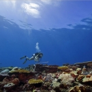 With a lead-core transect line and a PVC meter stick, Kristin Stolberg surveys corals on a colorful section of a shallow reef under glassy calm seas.