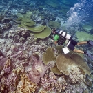 Camera in hand, Anderson Mayfield swims over a reef with high coral cover including branching corals and table acroporids.